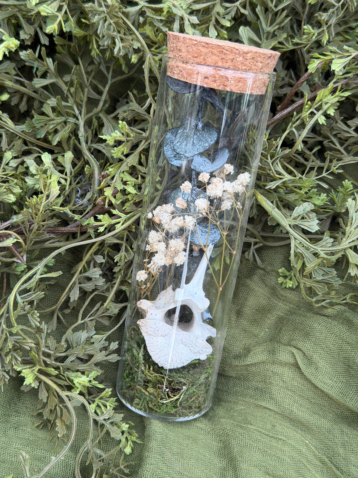Deer vertebrae