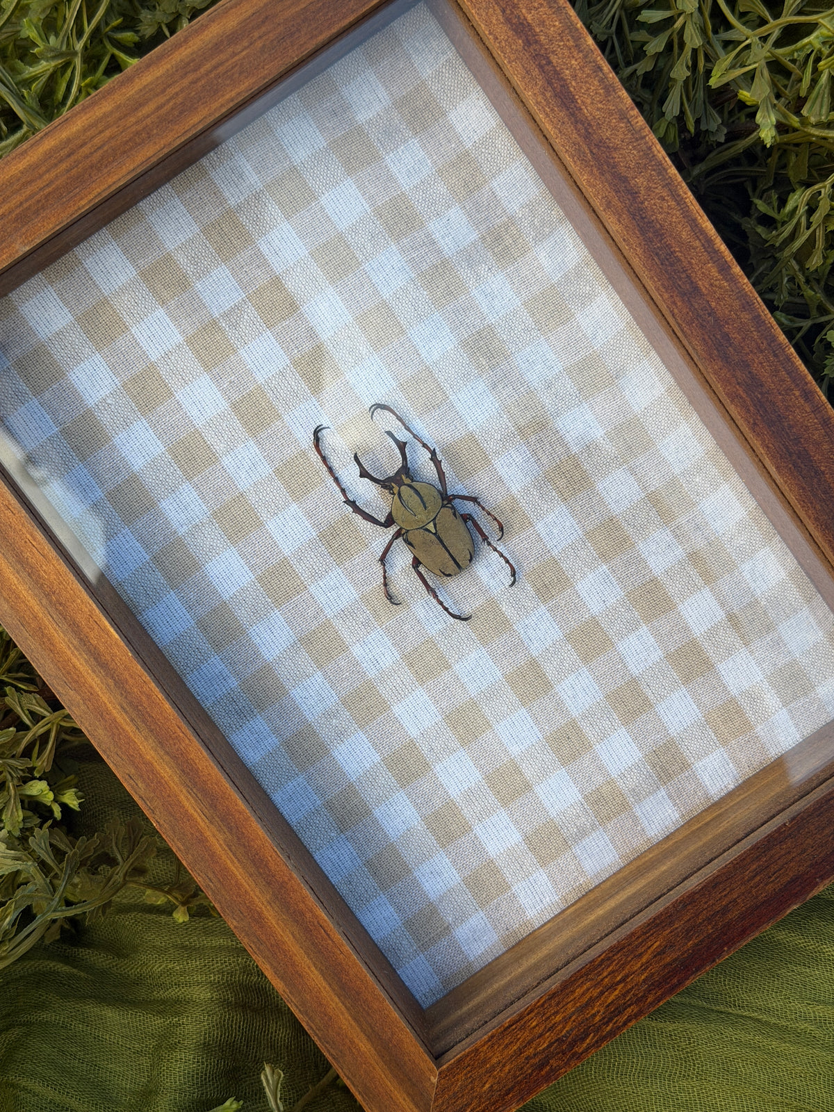 Framed Beetle