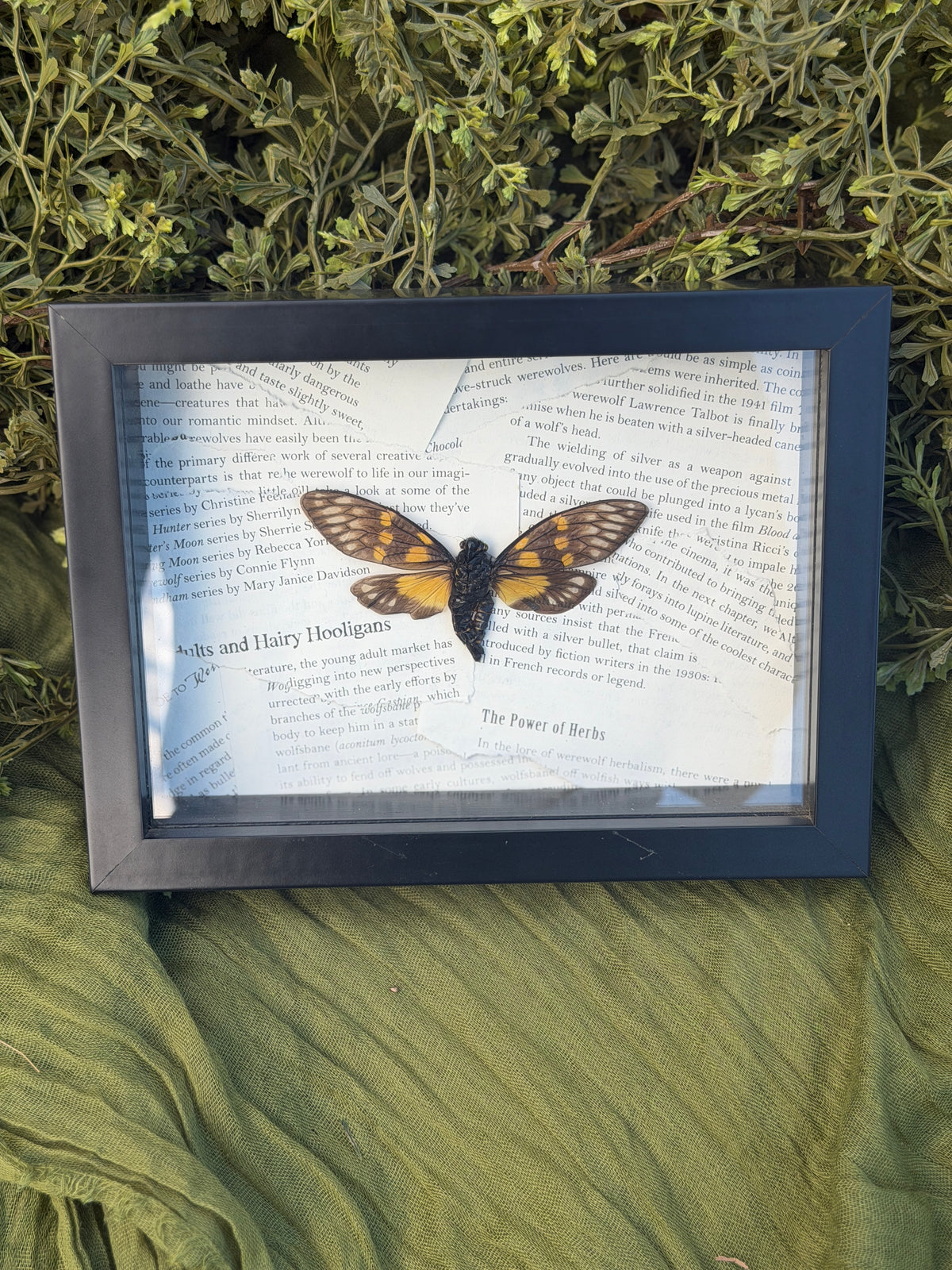 Framed Cicada