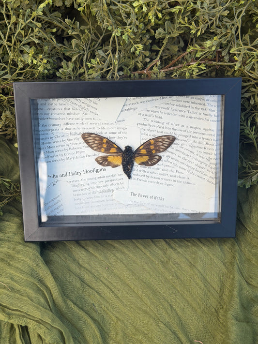Framed Cicada
