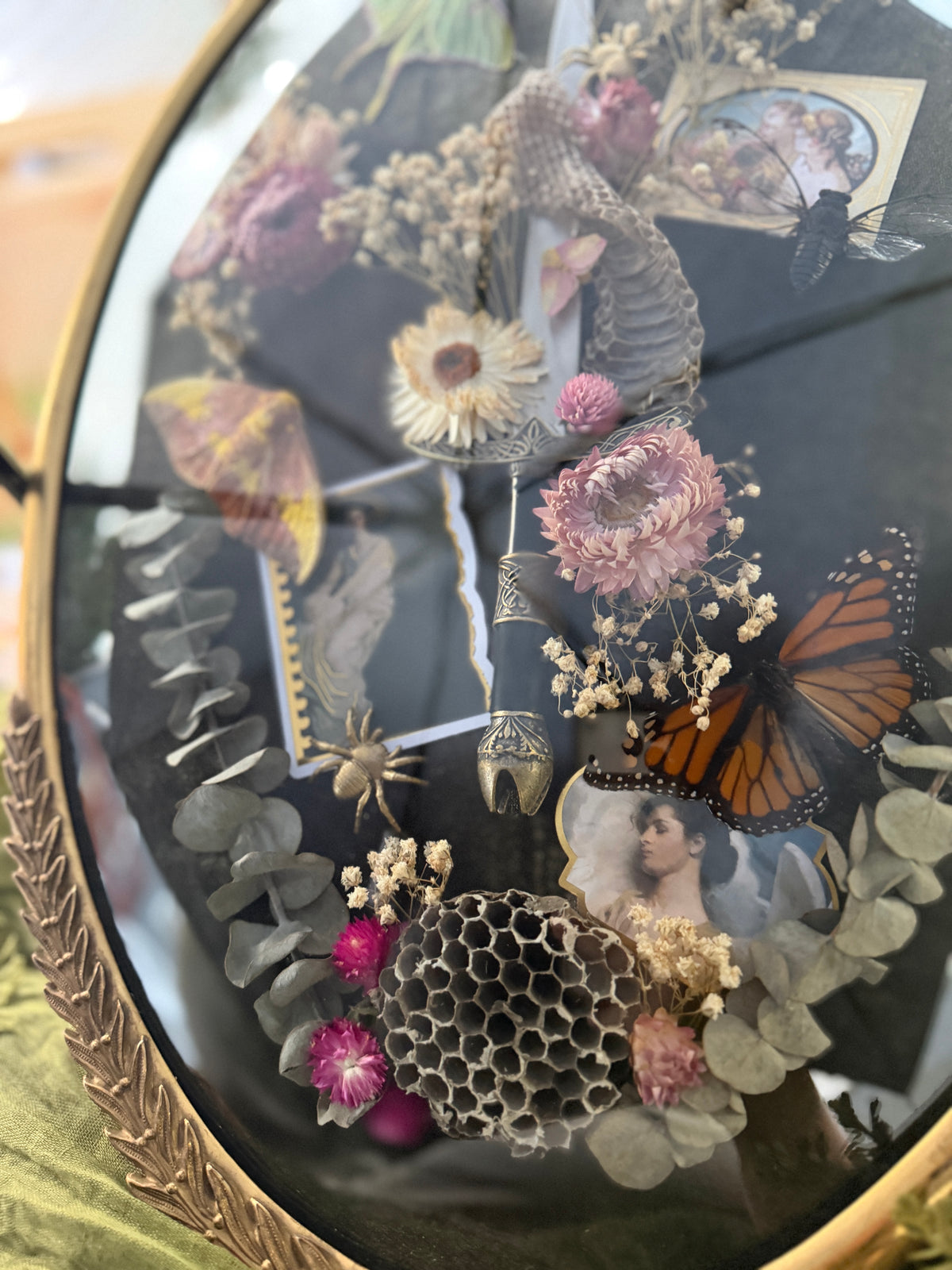 Antique convex glass framed insects