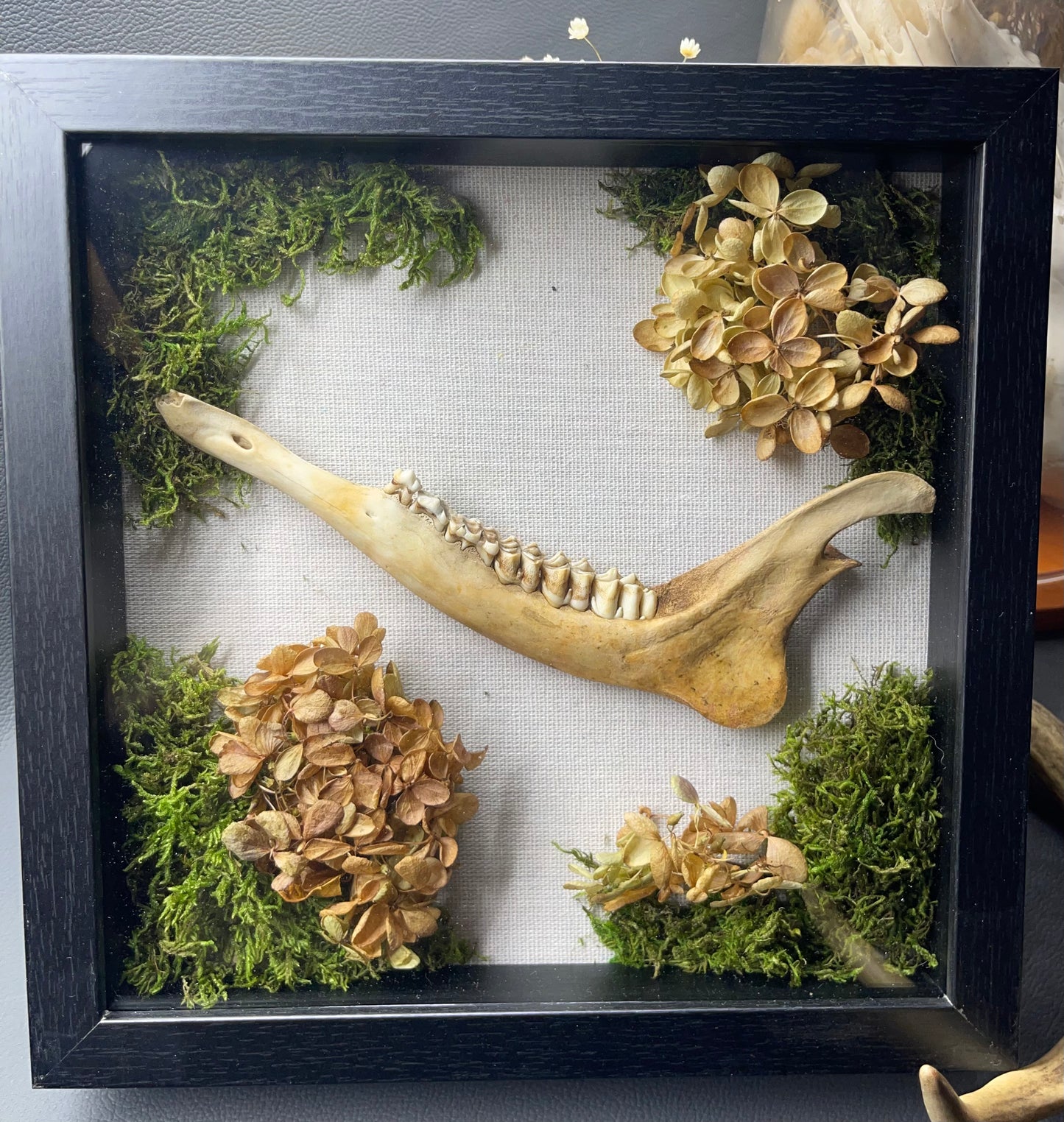 Shadow Box - bone