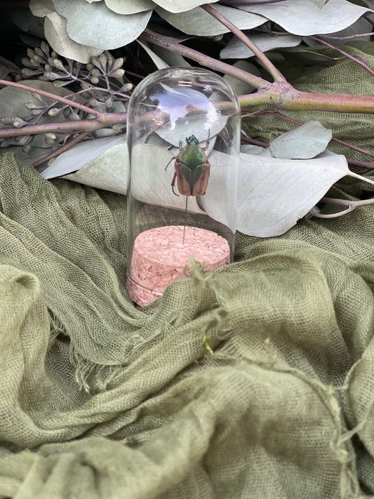 Pinned insect