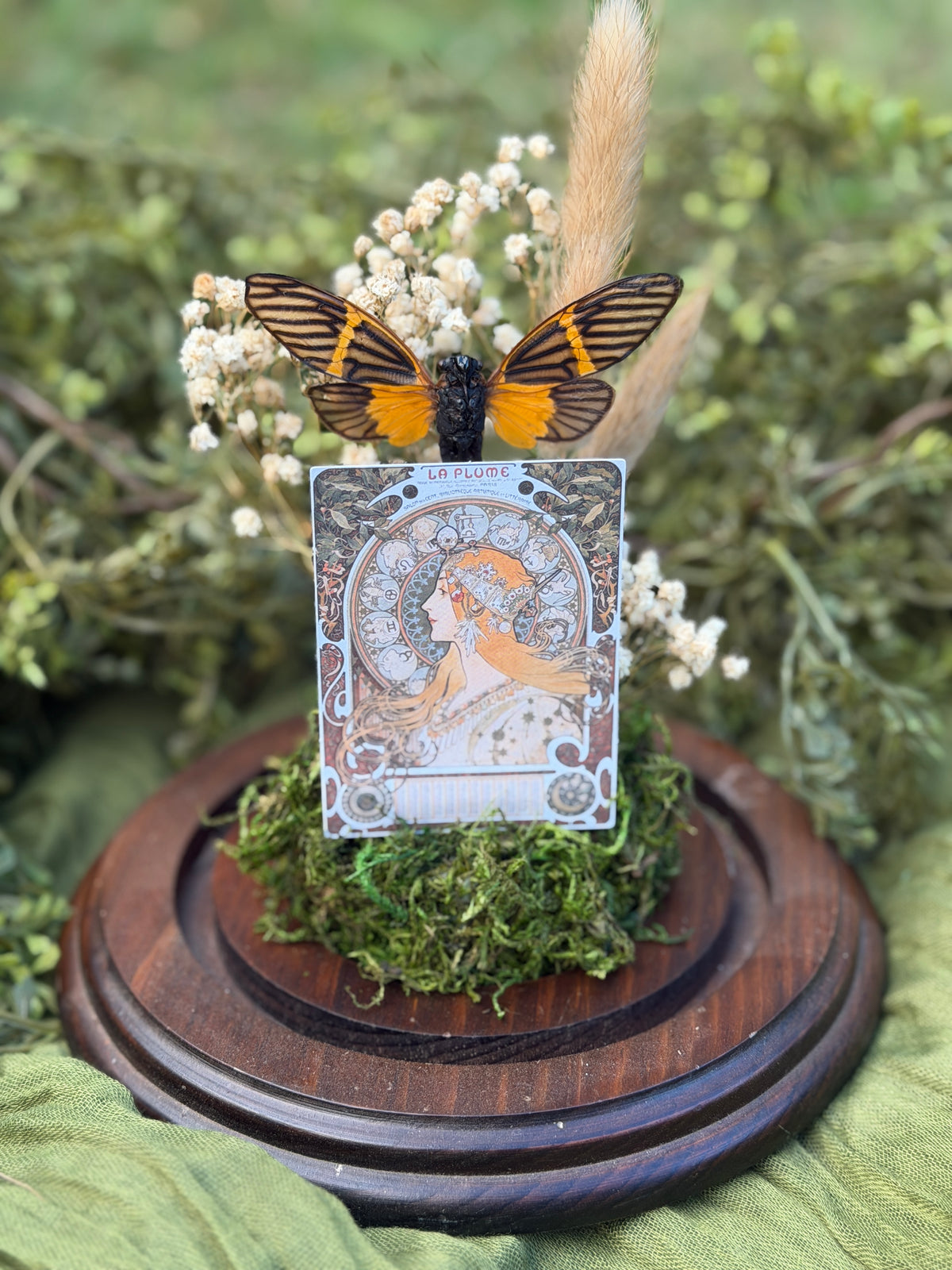 Tarot Cicada
