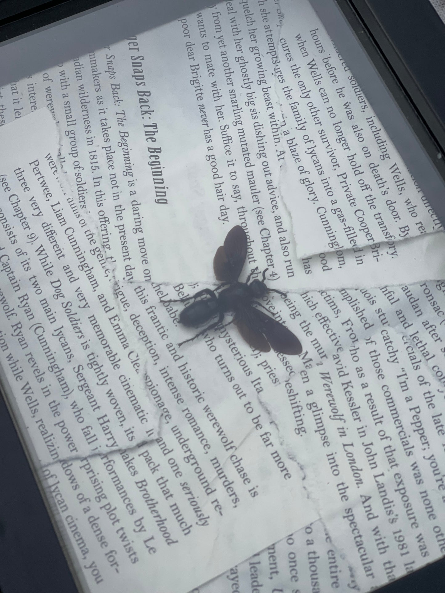 Wasp shadow box