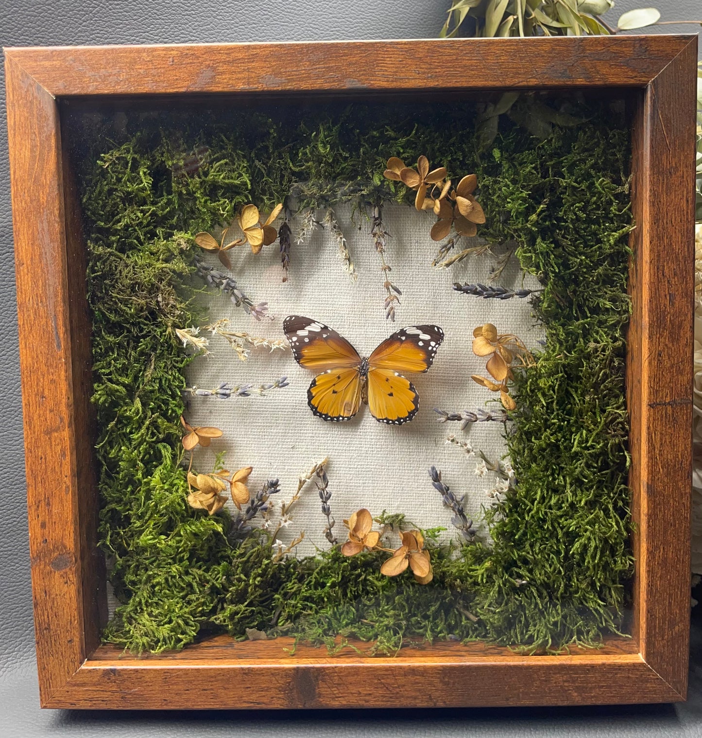 Shadow Box - butterfly