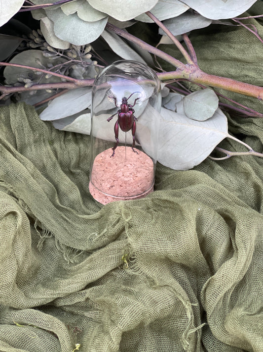 Pinned insect
