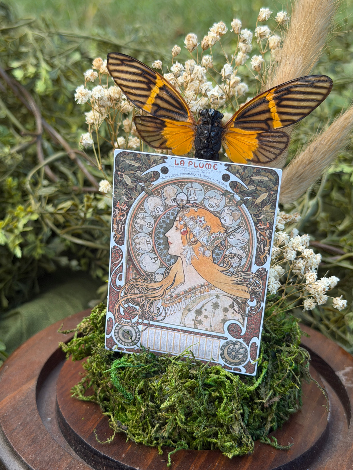 Tarot Cicada