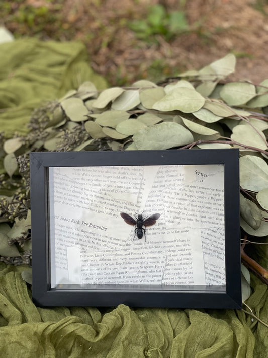 Wasp shadow box