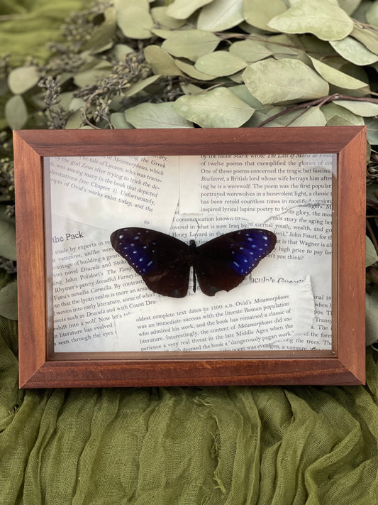 Striped blue crow butterfly
