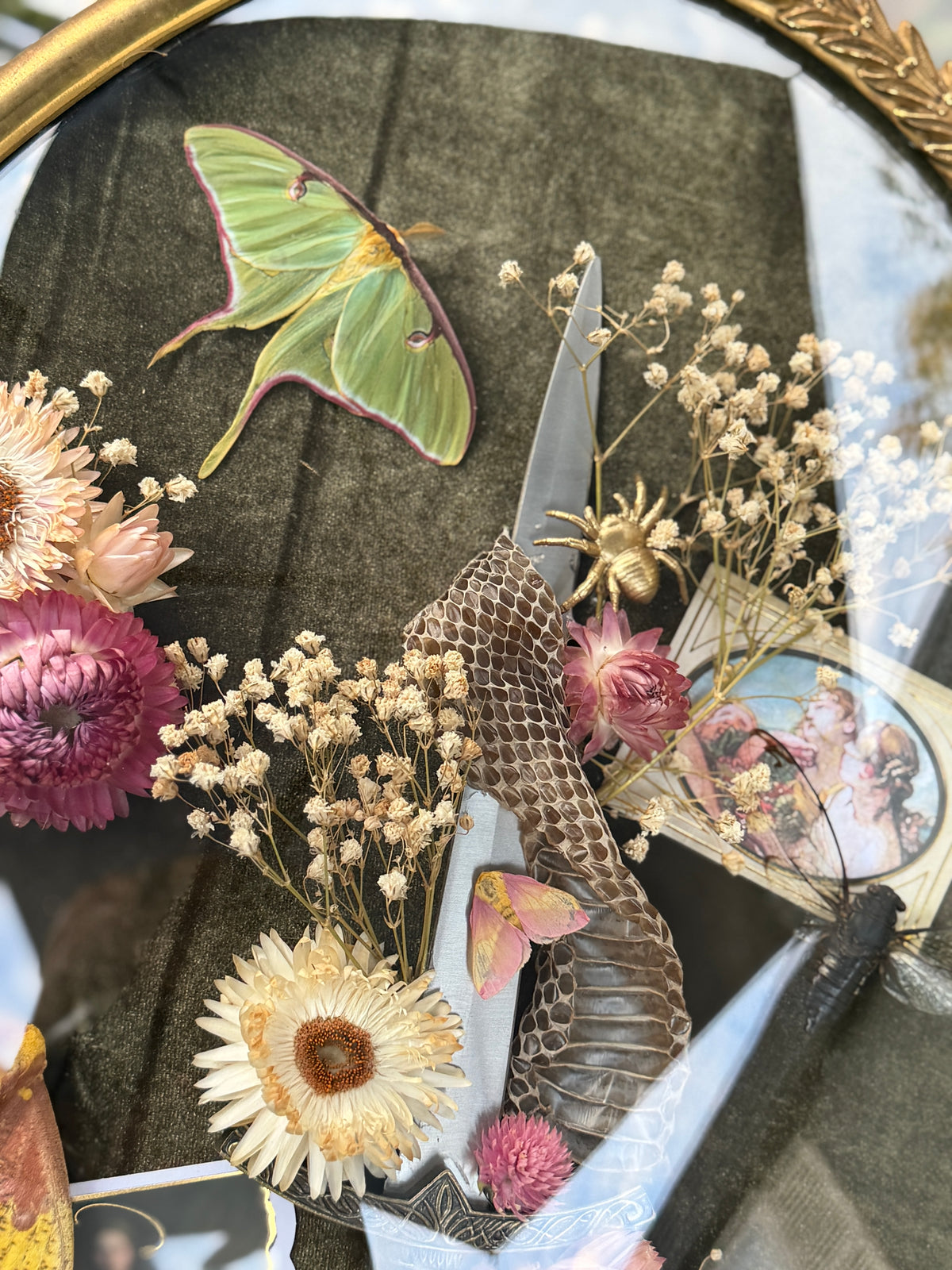 Antique convex glass framed insects