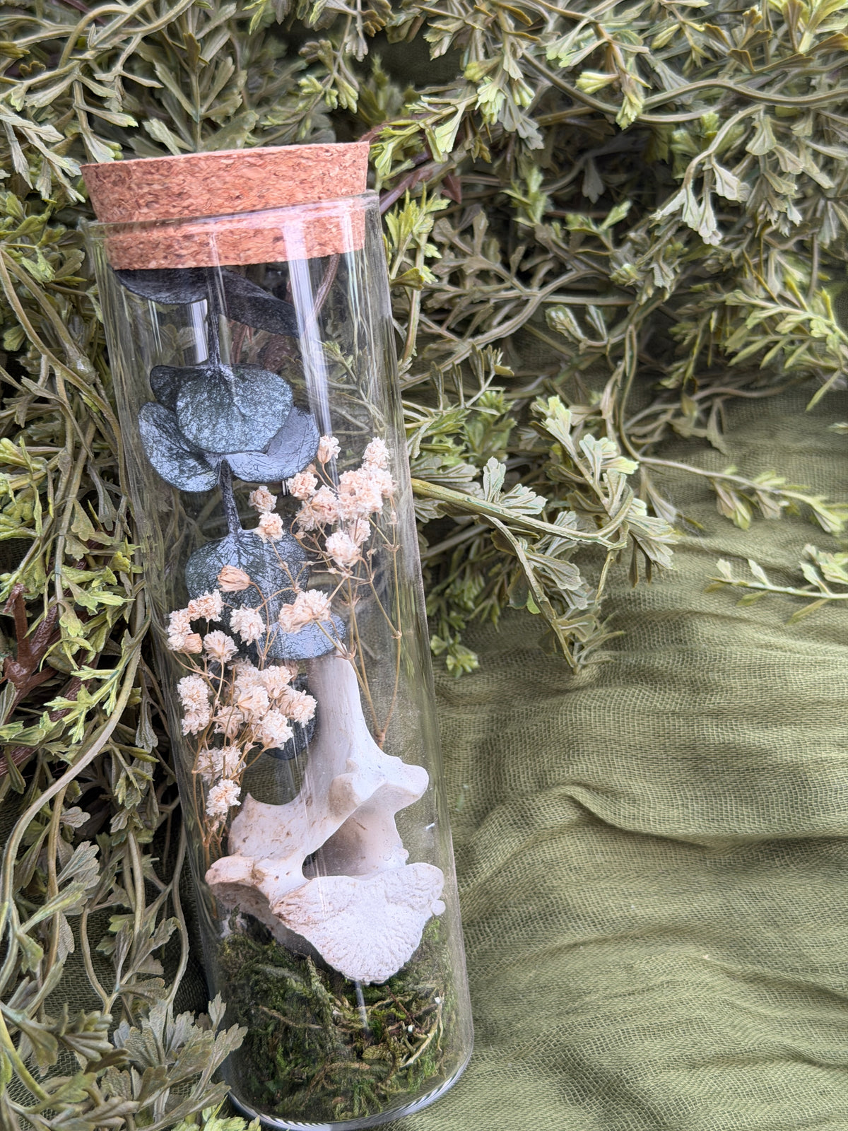 Deer vertebrae