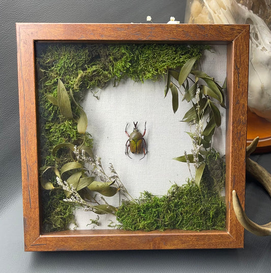 Shadow Box - insect