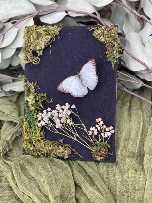 Cepora nadina - lesser gull butterfly shadow box