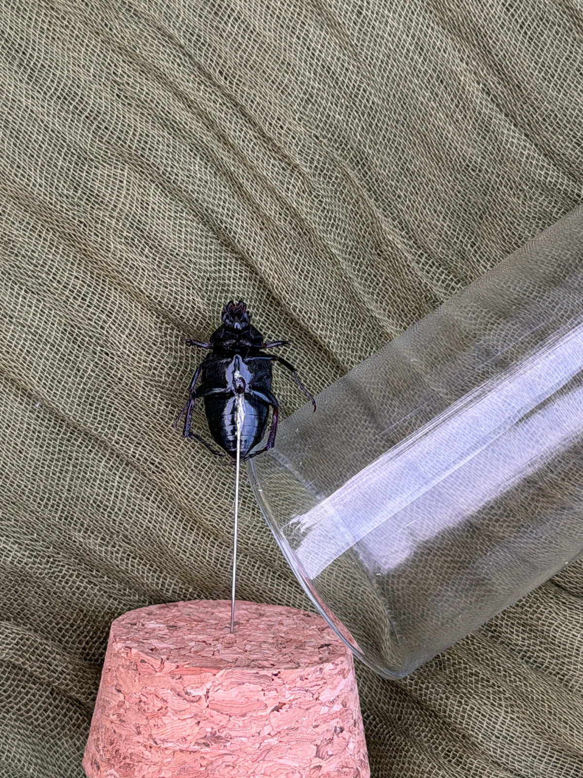 Pinned insect