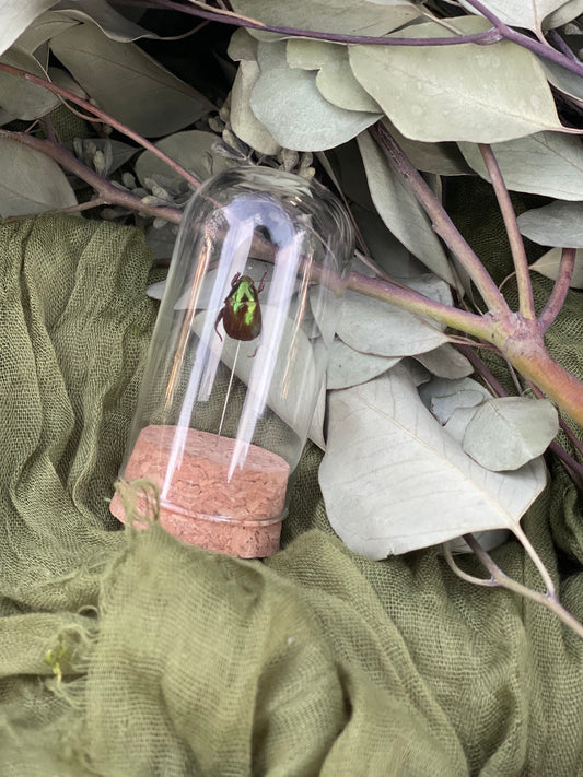 Pinned insect
