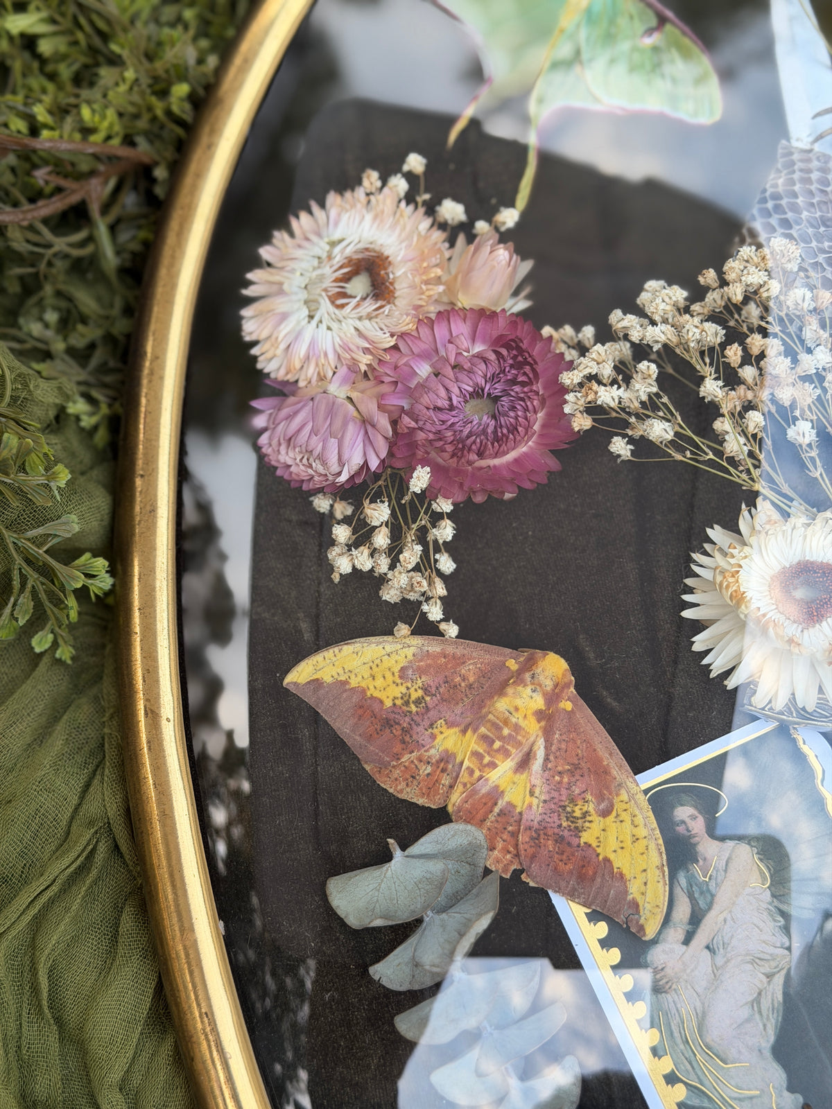 Antique convex glass framed insects