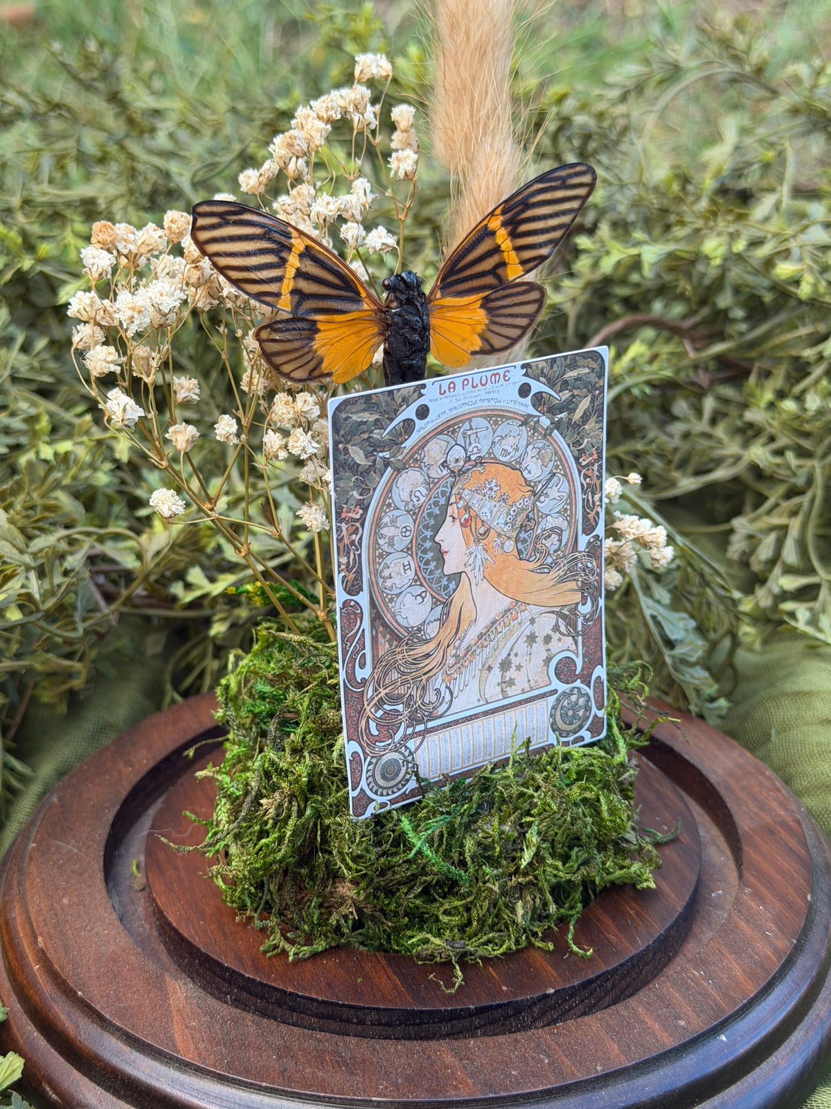 Tarot Cicada