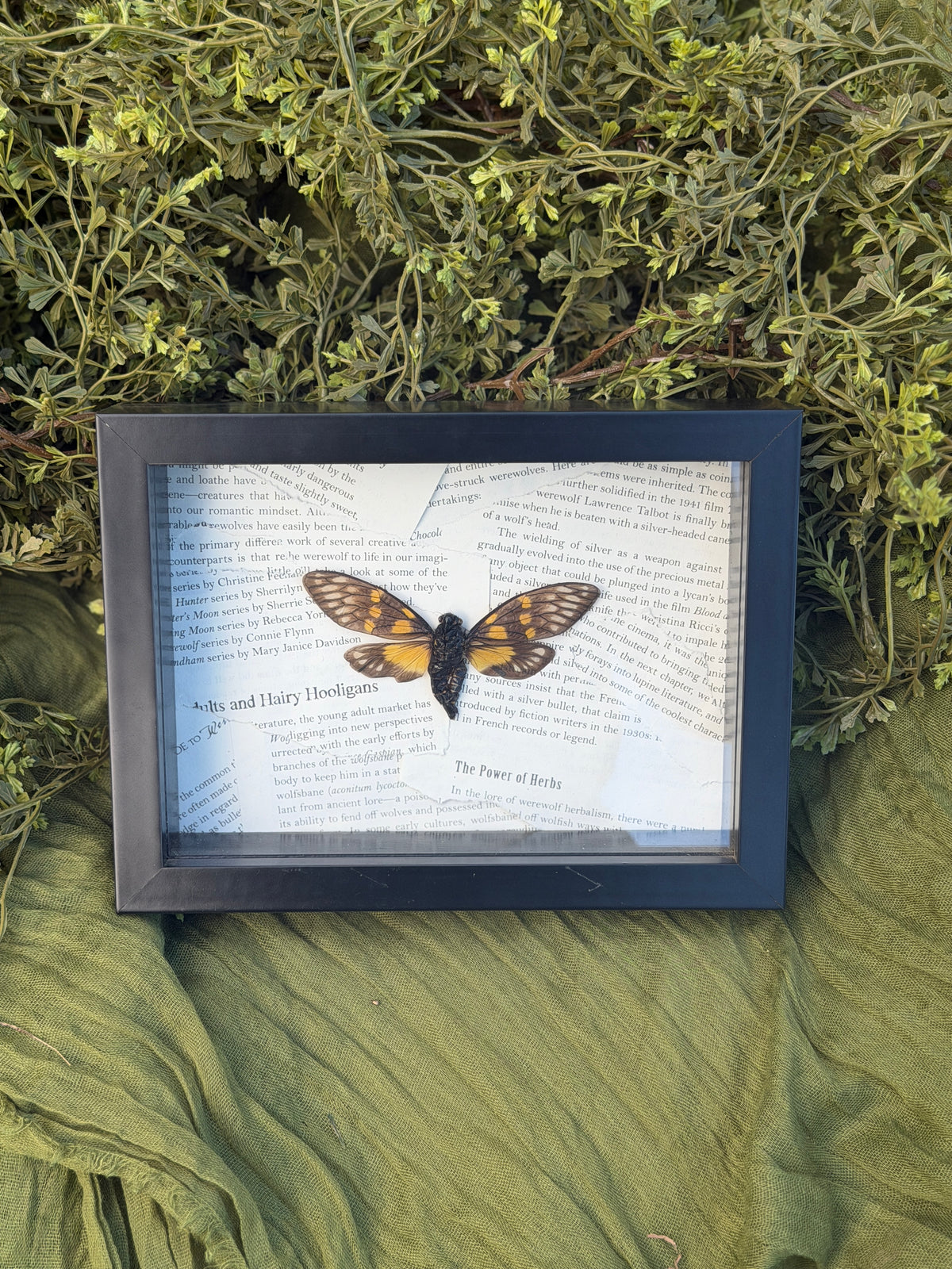 Framed Cicada