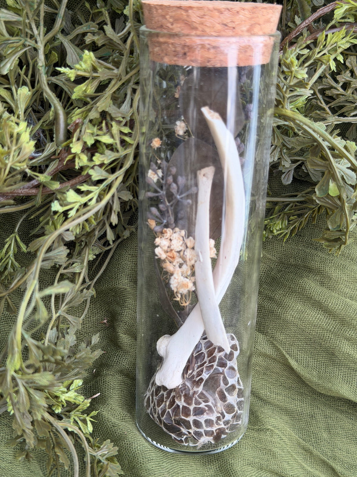 Deer rib and snake shed