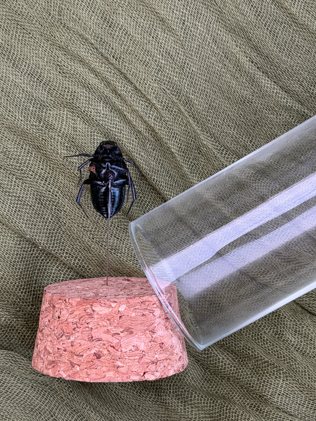 Pinned insect