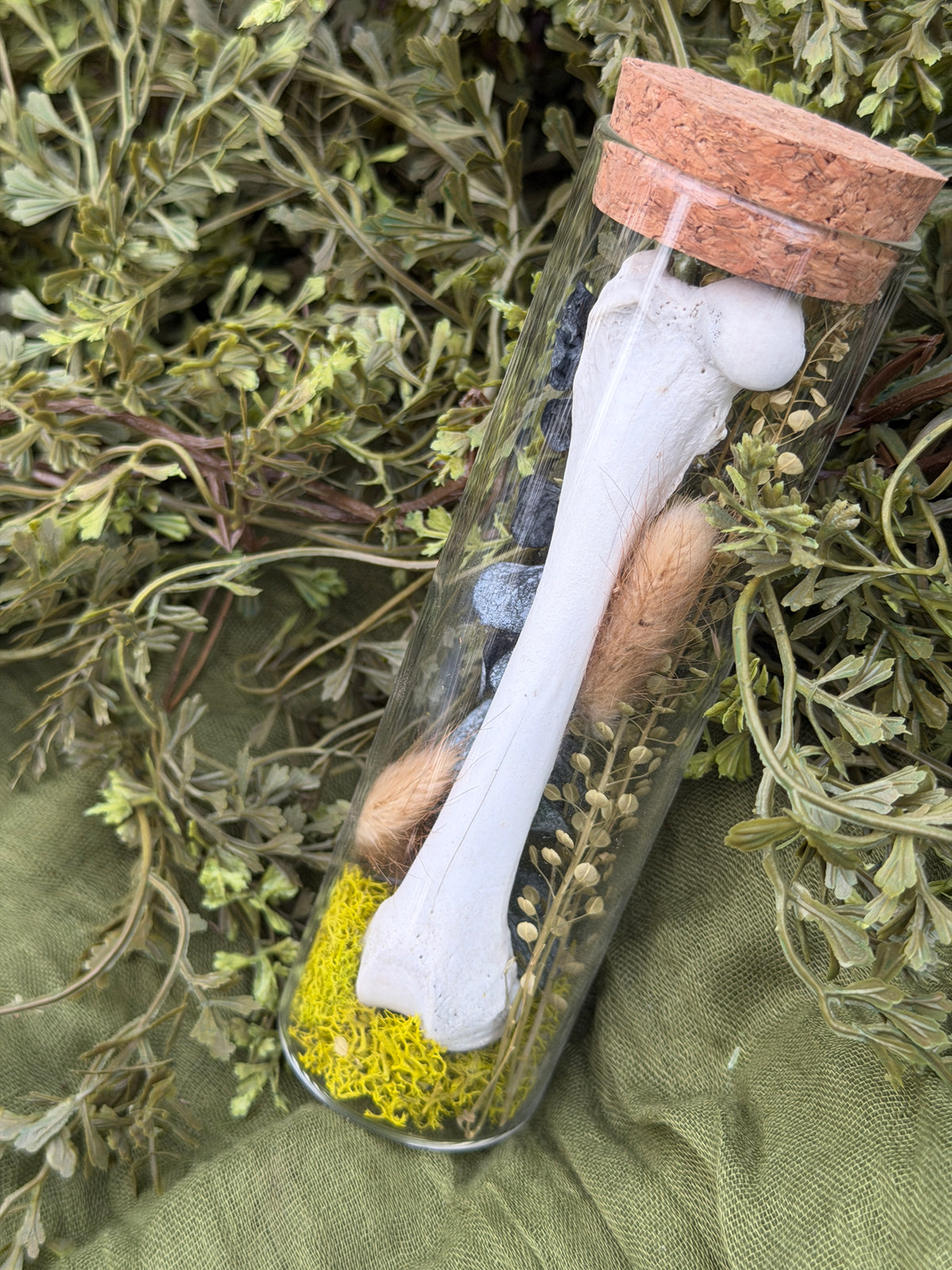 Unidentified species - femur or humerus
