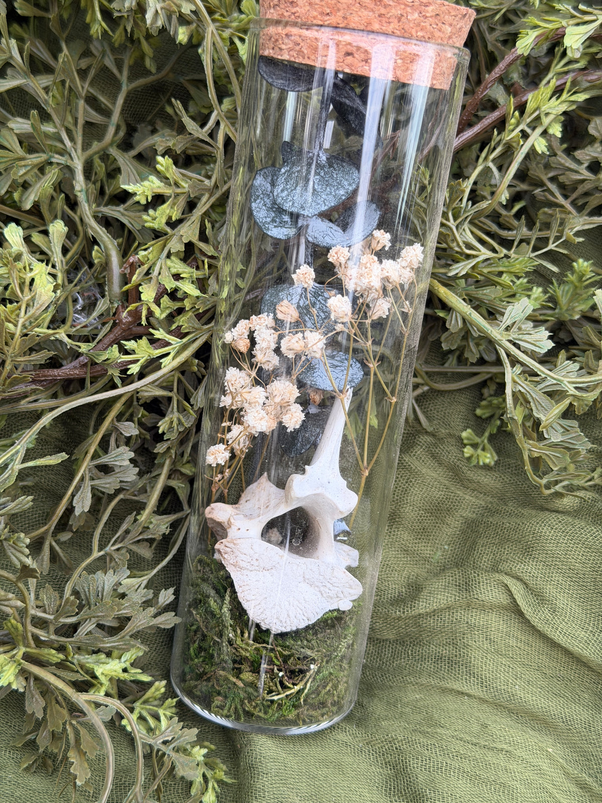 Deer vertebrae