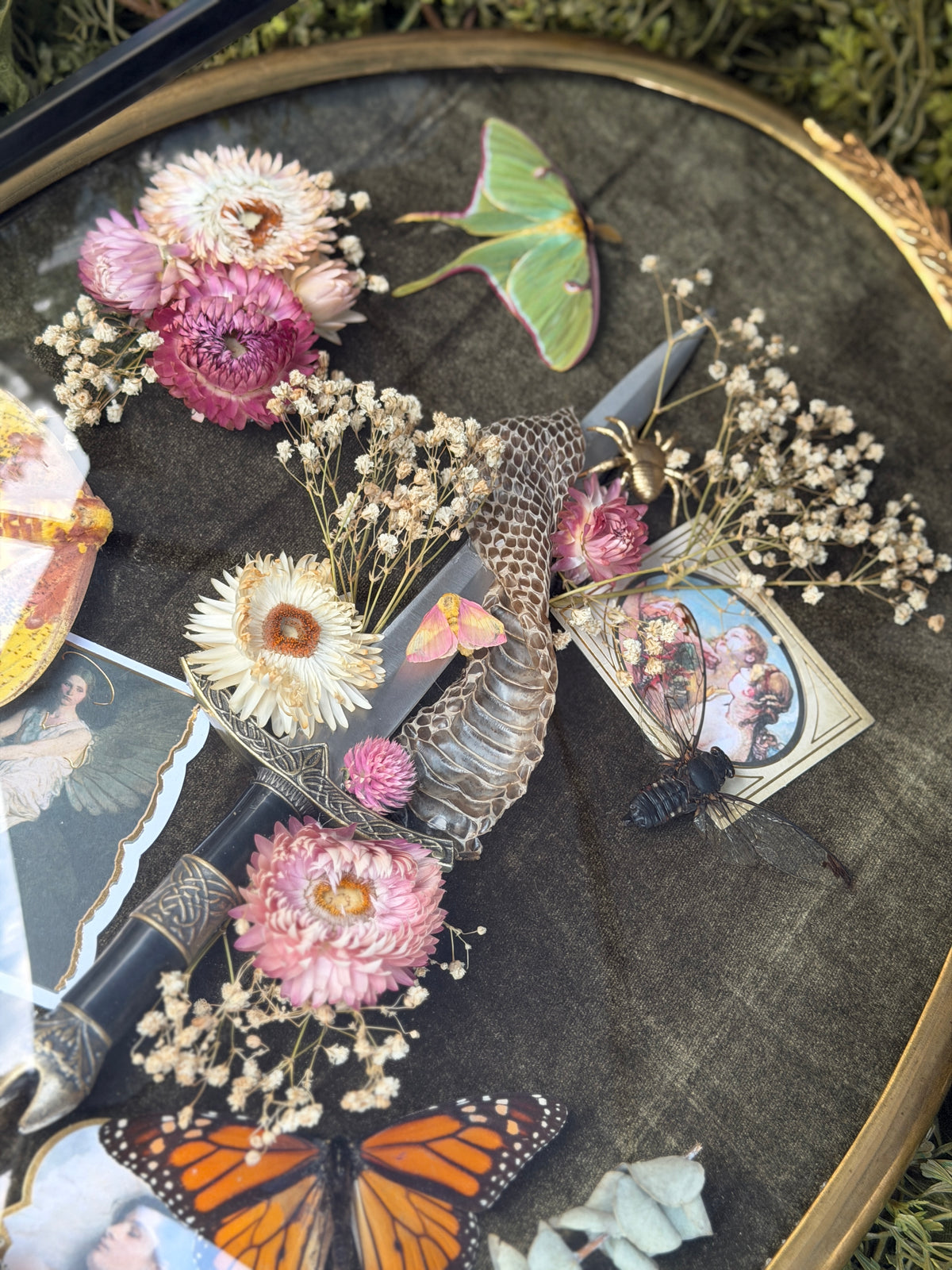 Antique convex glass framed insects