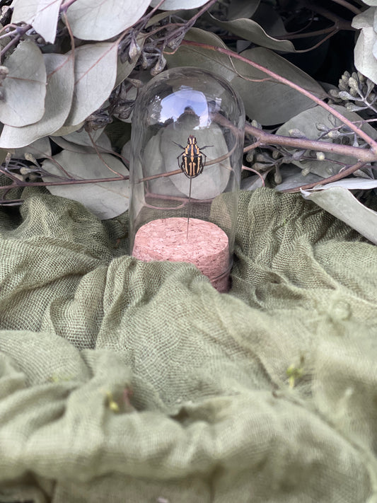 Pinned insect