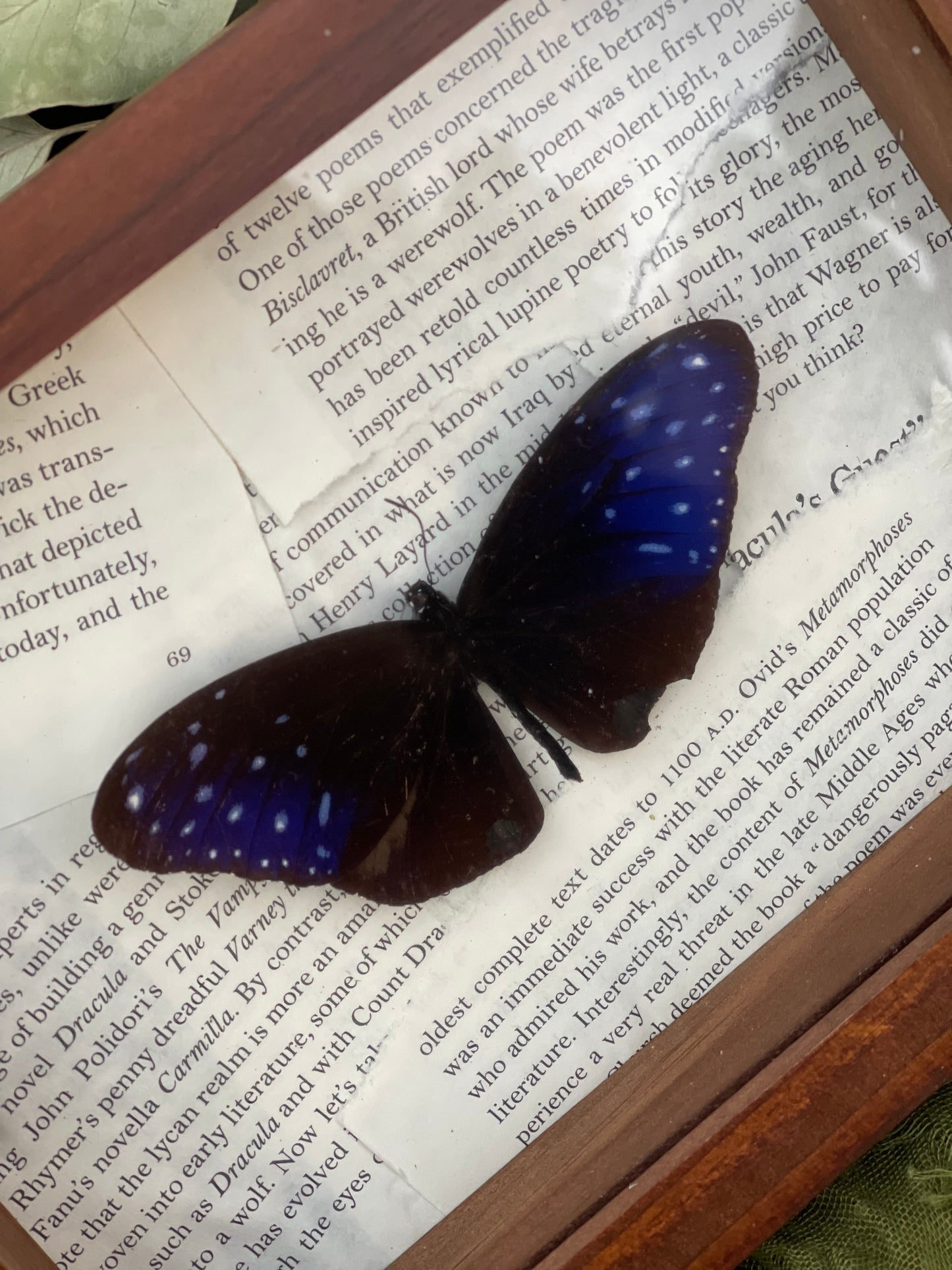 Striped blue crow butterfly
