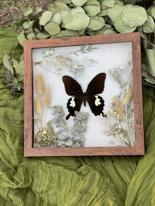 Papilio butterfly shadow box