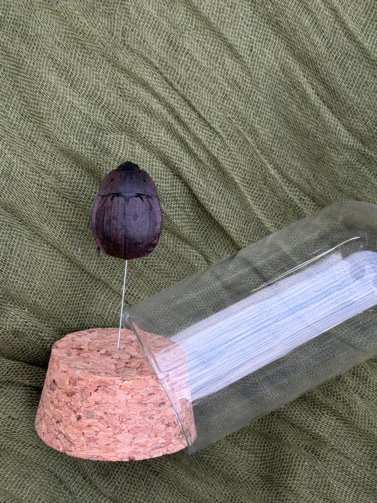 Pinned insect