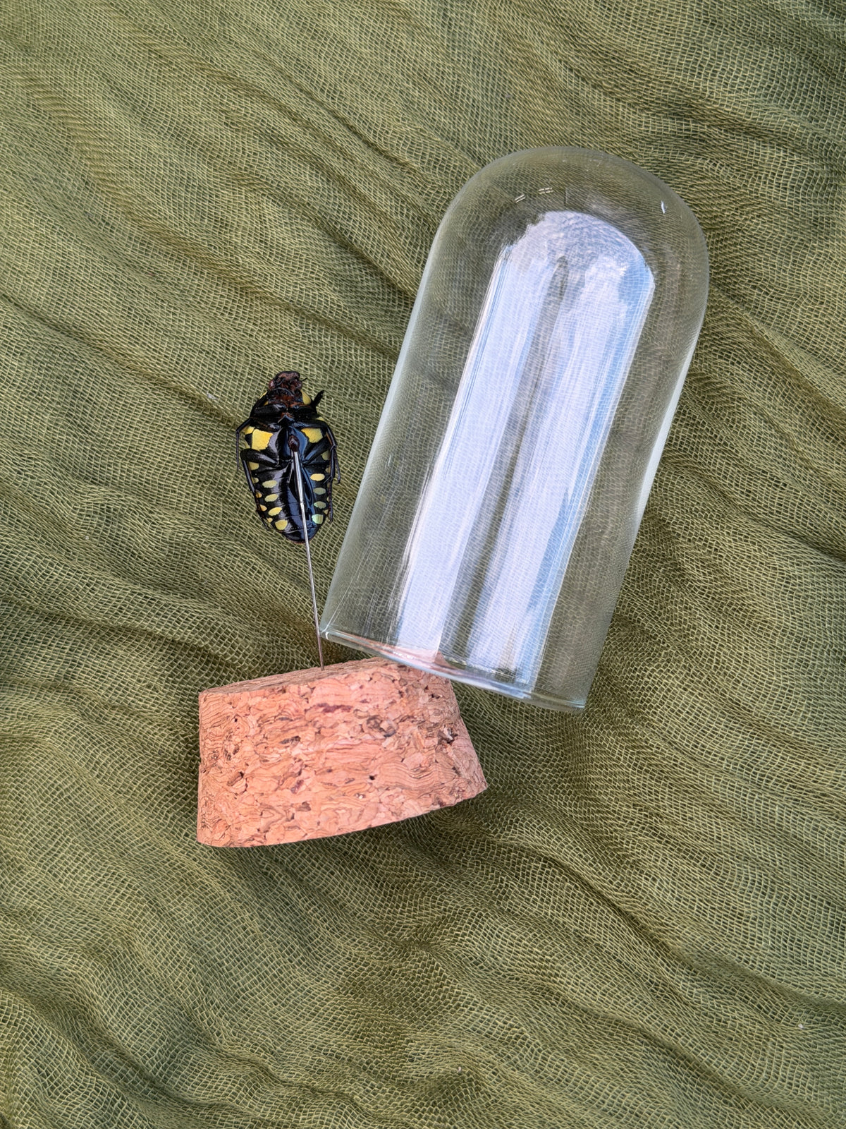 Pinned insect