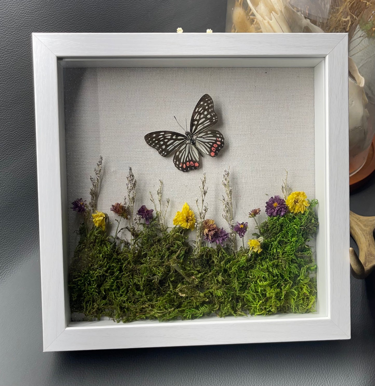 Shadow box - butterfly