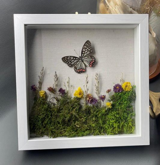 Shadow box - butterfly