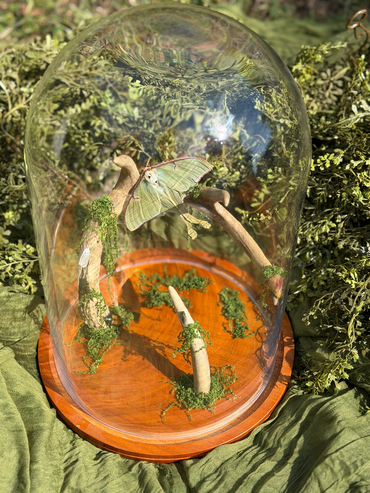 Antler perch - moths and beetles