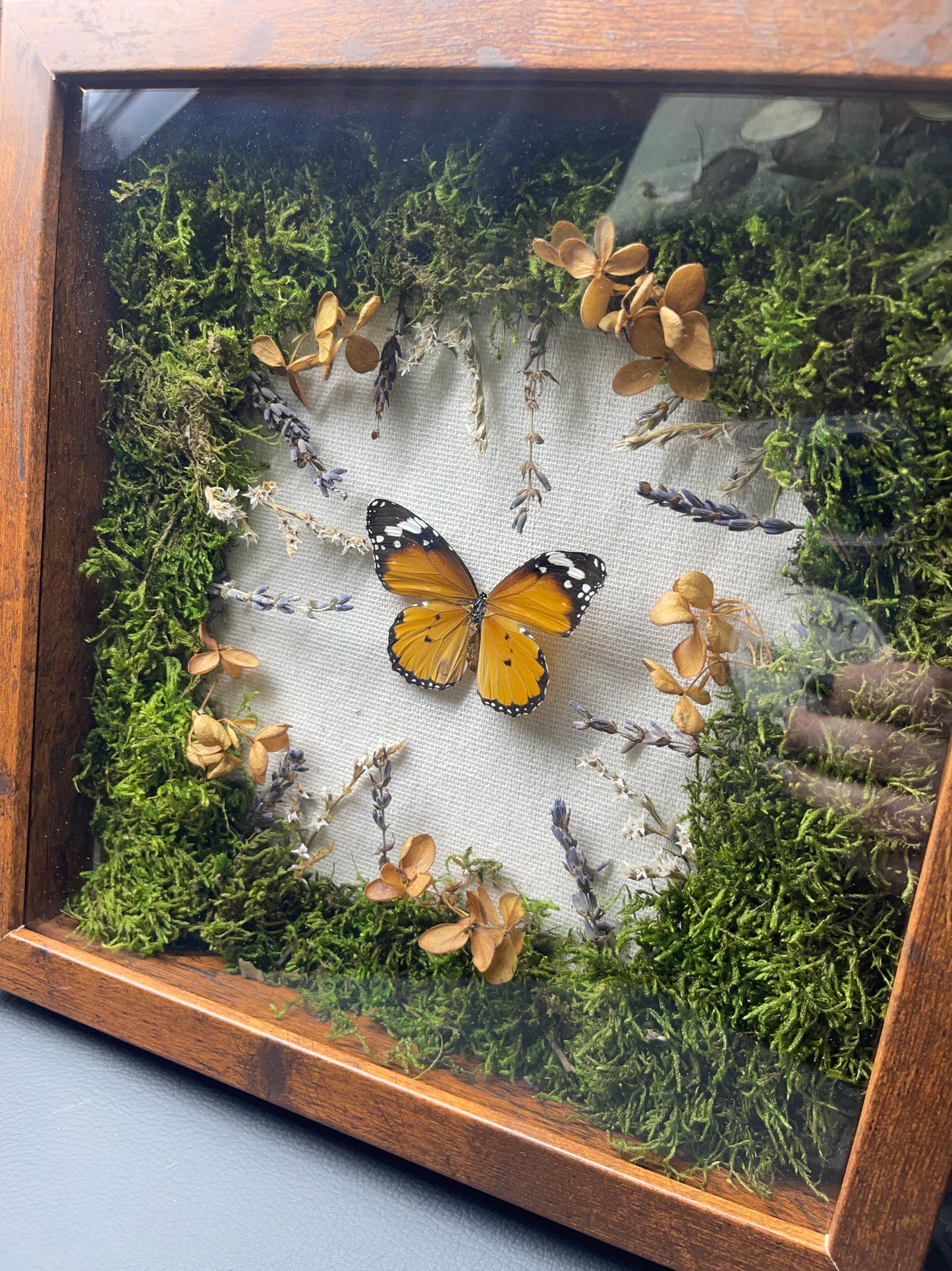 Shadow Box - butterfly