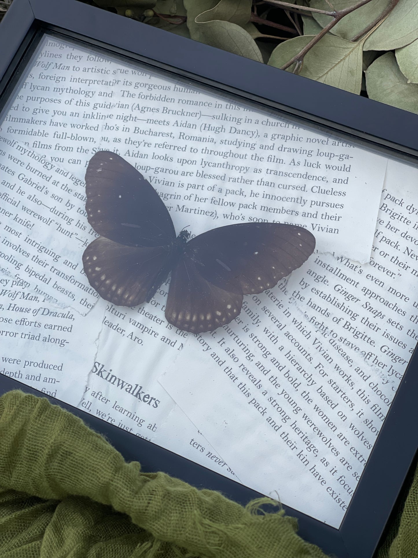 Euploea genus