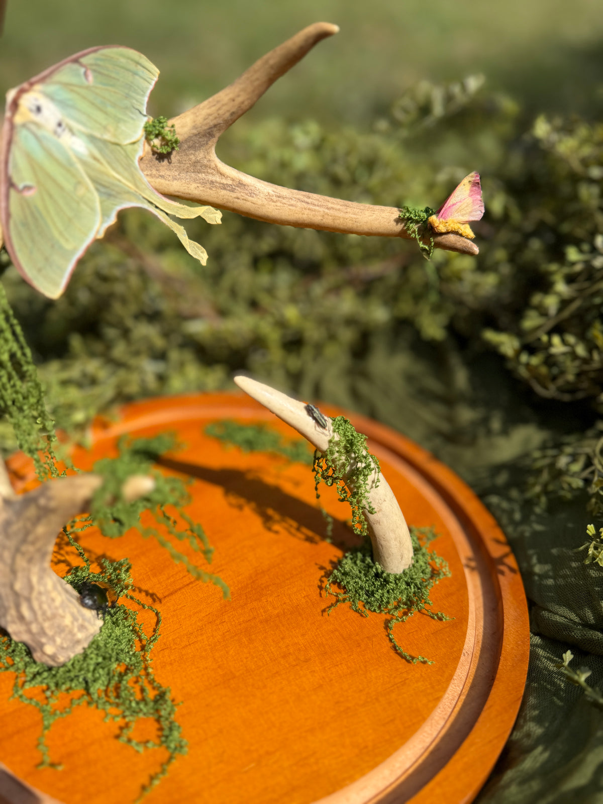 Antler perch - moths and beetles