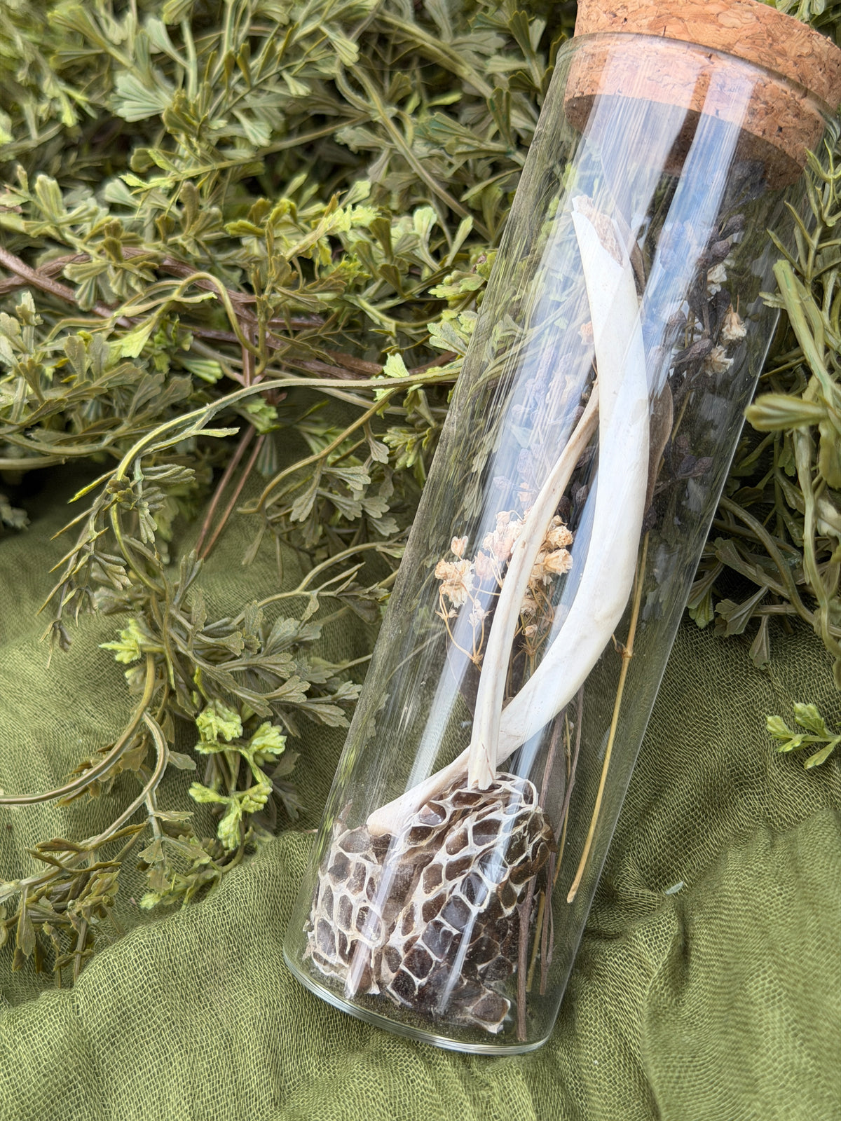 Deer rib and snake shed