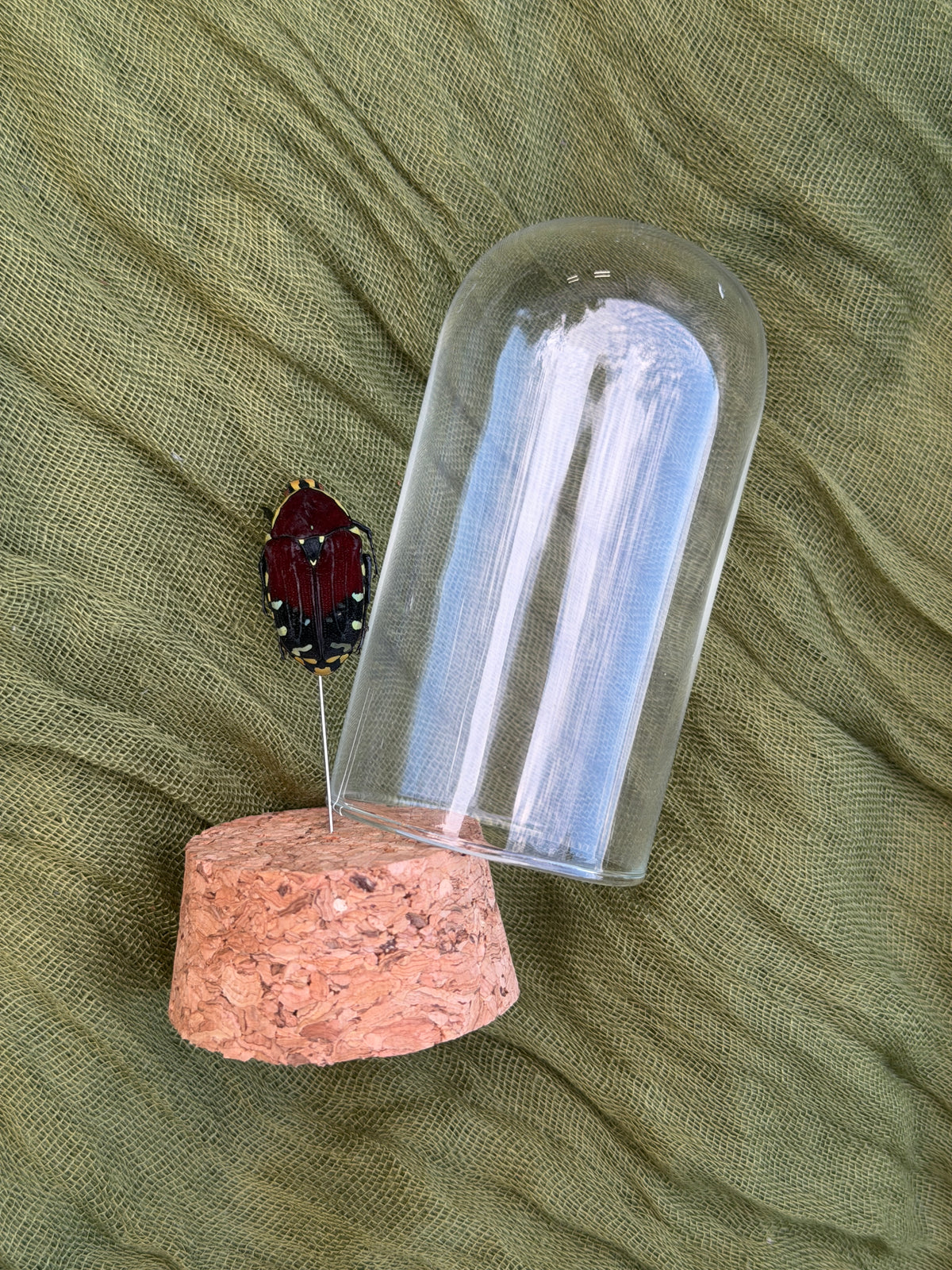Pinned insect
