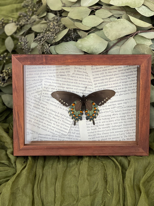 Pipevine Swallowtail
