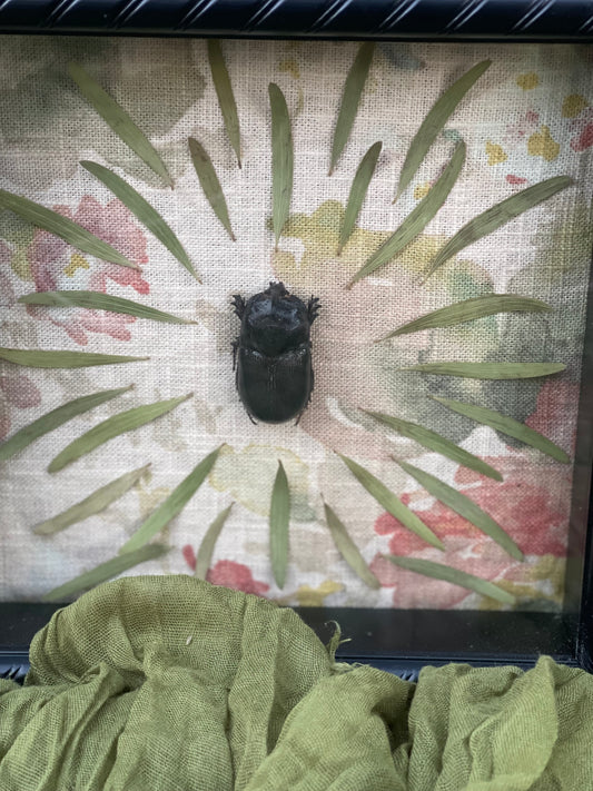 Rhinoceros beetle