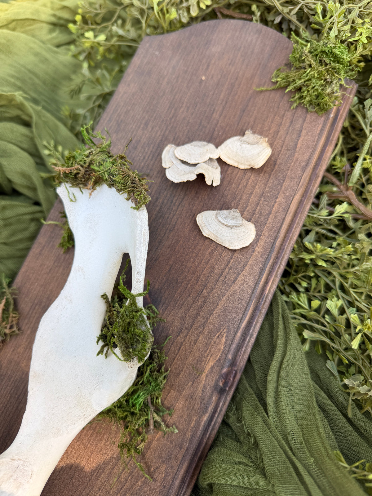 Deer pelvis and mushrooms