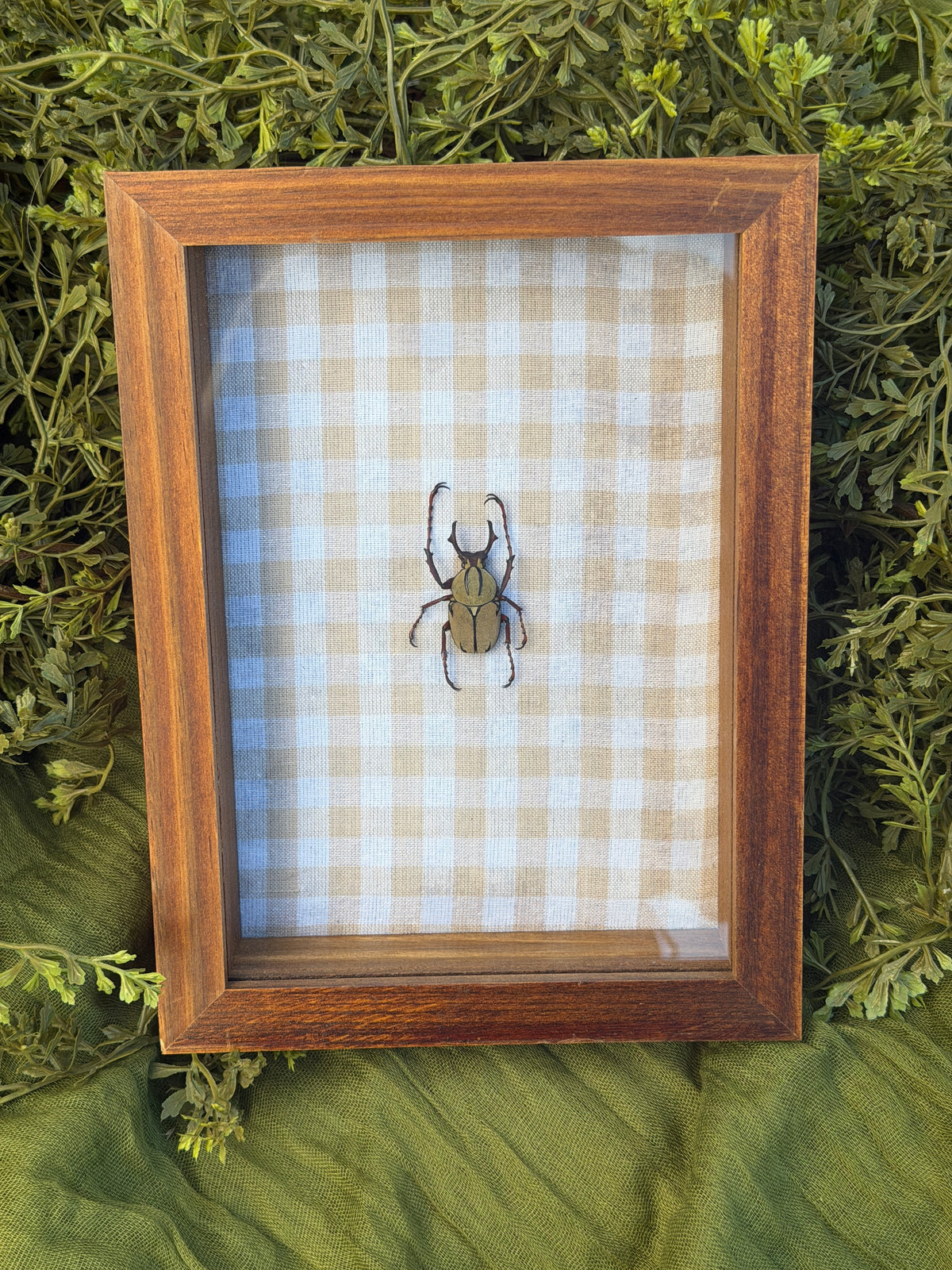 Framed Beetle