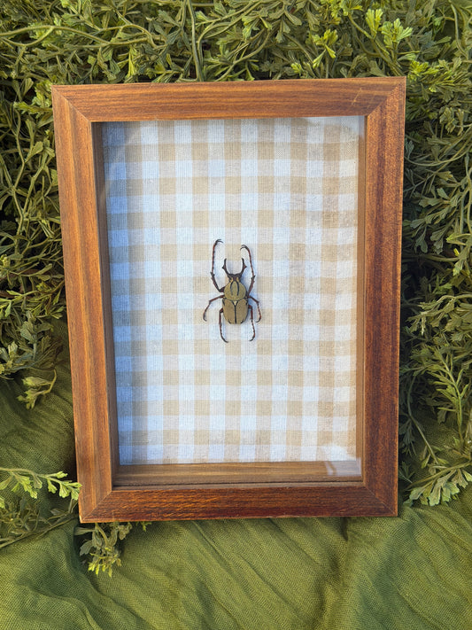 Framed Beetle