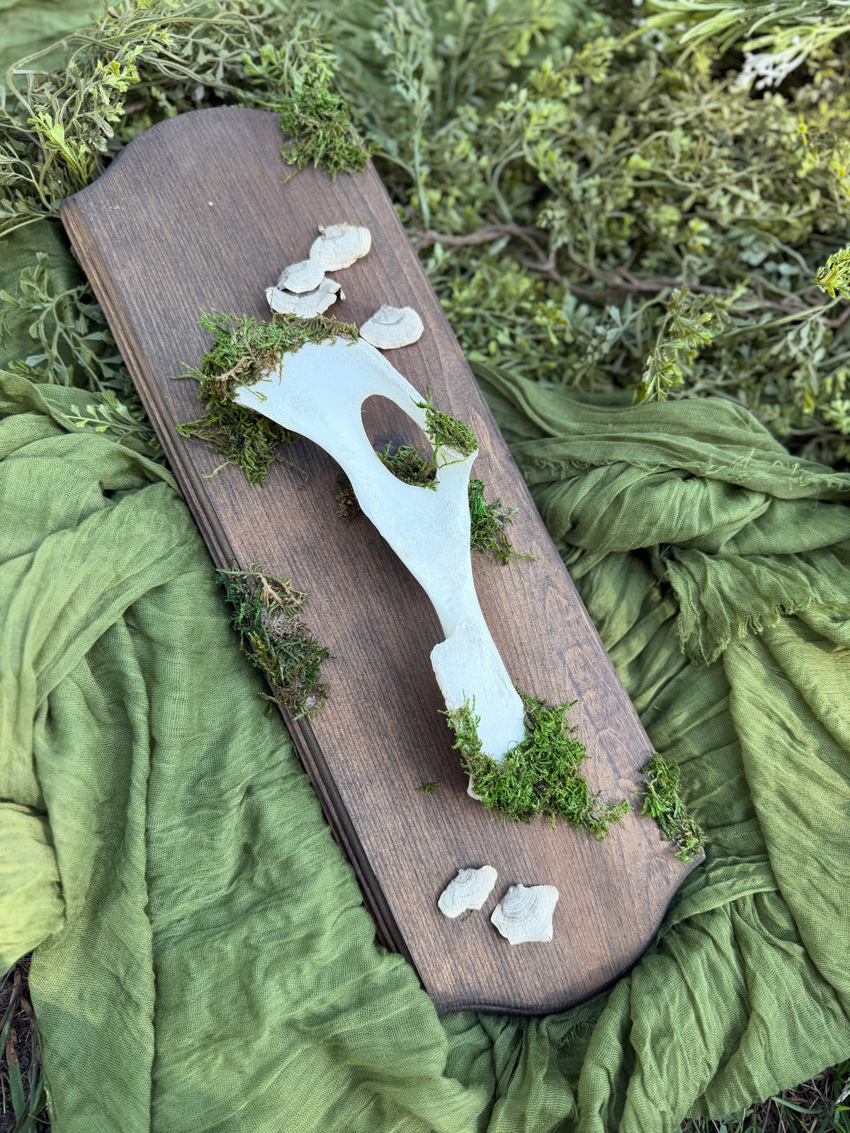 Deer pelvis and mushrooms