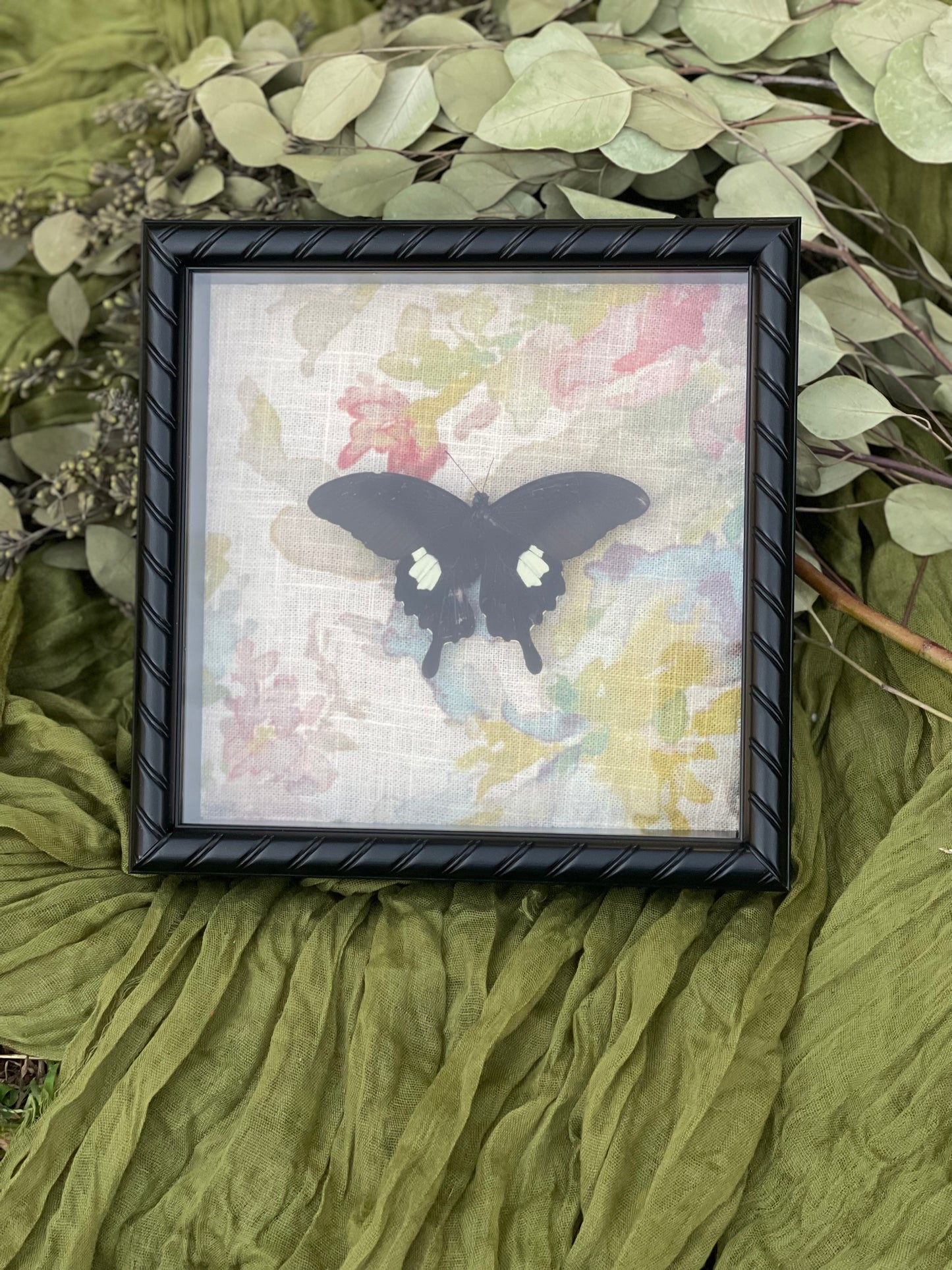 Papilio