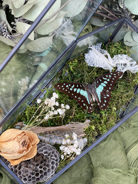 Bluebottle